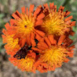 Meet your Posher, Sofia